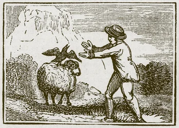 Der Adler und die Krähe (Gravur)