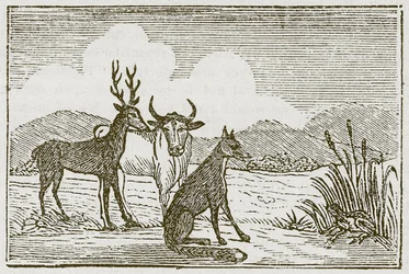 Der Frosch und der Fuchs (Gravur)