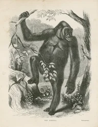 Der Gorilla, Frontispiz für 