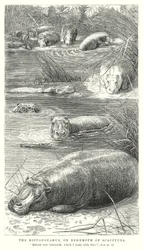 Das Nilpferd oder Behemoth der Schrift