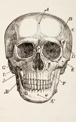 Der menschliche Schädel, um 1890