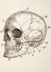 Der menschliche Schädel, um 1890