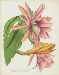 Der Hybride Gekerbte Kaktus, Phyllocactus Speciosissimo-Crenatus