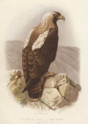 Der Kaiseradler, Aquila Imperialis (Farblithografie)