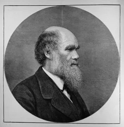 Der verstorbene Mr. C. R. Darwin, FRS, LLD, aus The Illustrated London News, 29. April 1882
