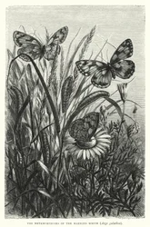Die Metamorphosen des Schachbrettfalters, Arge galathea