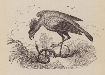 Der Sekretärvogel