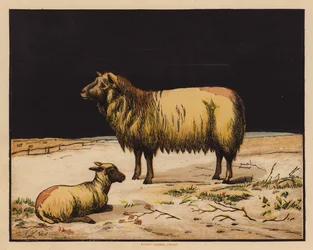 Das Schaf