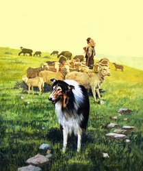 Der Schäferhund, Illustration aus 