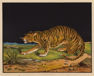 Der Tiger