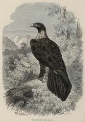 Der Keilschwanzadler