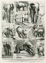 Der versuchte Abtransport von Jumbo aus den Zoologischen Gärten