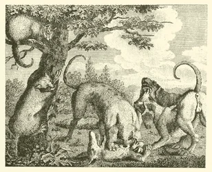 Die Katze und der Fuchs