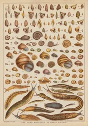 Die Landmollusken Großbritanniens (Farbstich)