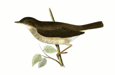 Nachtigall, Illustration aus 