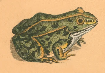 Kröte oder Frosch