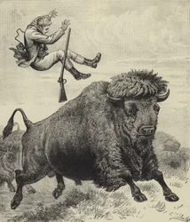 Von einem Präriebullen geworfen