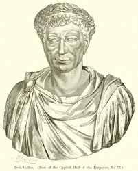 Treb. Gallus