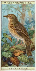 Baumpieper