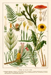 Arten des Pflanzenlebens