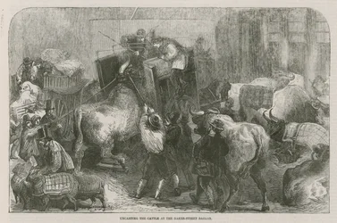 Entladen des Viehs am Baker Street Bazaar