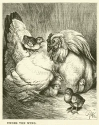 Unter dem Flügel