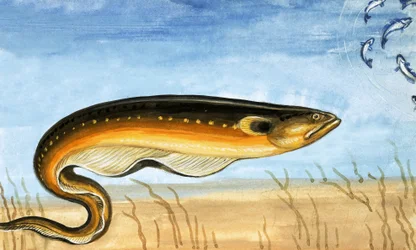 Unidentifizierter Fisch