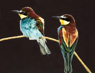 Unidentifiziertes Vogelpaar