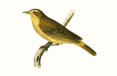 Vieillots Weidenlaubsänger, Illustration aus 