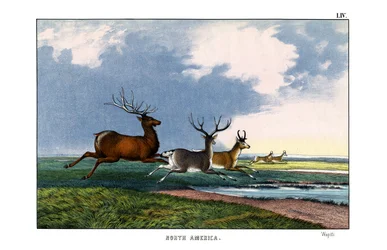 Wapiti