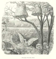 Webervögel