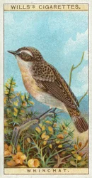 Braunkehlchen