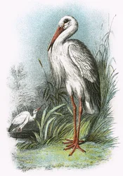 Weißstorch