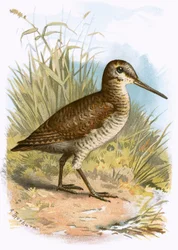 Waldschnepfe