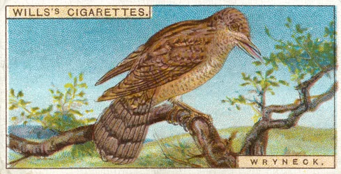 Wendehals