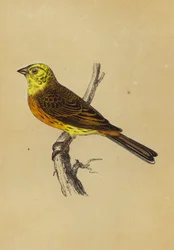 Goldammer