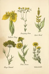 Gelbe Schwertlilie, Purgierlein, Färberwaid, Schweinsfenchel, Flohkraut, Kamille