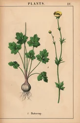 Gelbe Butterblume, aus "The Instructive Picturebook, or Lessons from the Vegetable World," [Charlotte Mary Yonge], Edinburgh