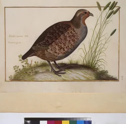 Vollseite: Tierstudie, um 1650-75