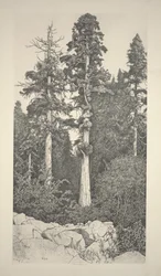 Baby-Sequoia