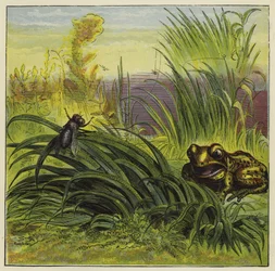 Frosch und Fliege
