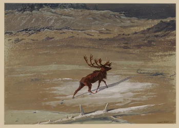 Hirsch