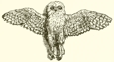 Der Adler und die Eule