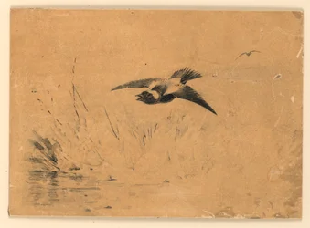 Bobolink