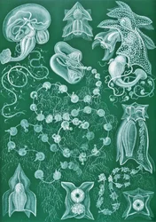 Beispiele von Siphonophorae aus 