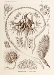 Tafel 19 Pennatula Pennatulida aus 