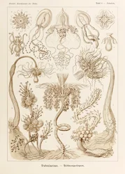 Tafel 6 Tubuletta Tubulariae aus 