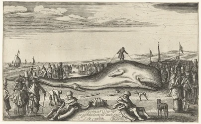 Gestrandeter Pottwal am Strand von Noordwijk, 1614