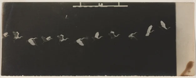 Chronofotografie eines fliegenden Reihers