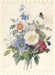 Blaue Astern, Rosa Spinosissima Hybrid, Glockenblume, Veilchen, Nelke und eine Wildrose, 1820